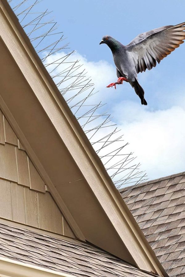 Bird Spikes Cost